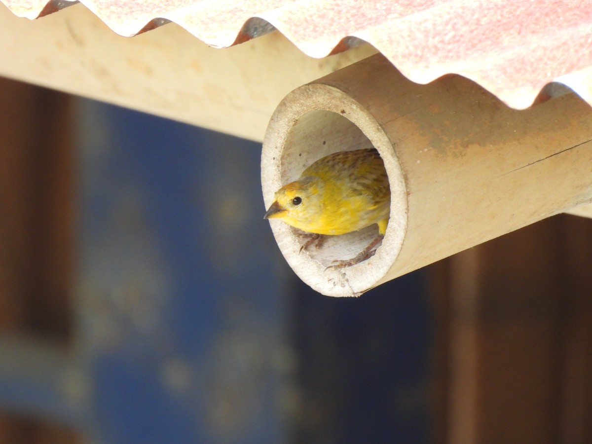 Saffron Finch - ML644550542