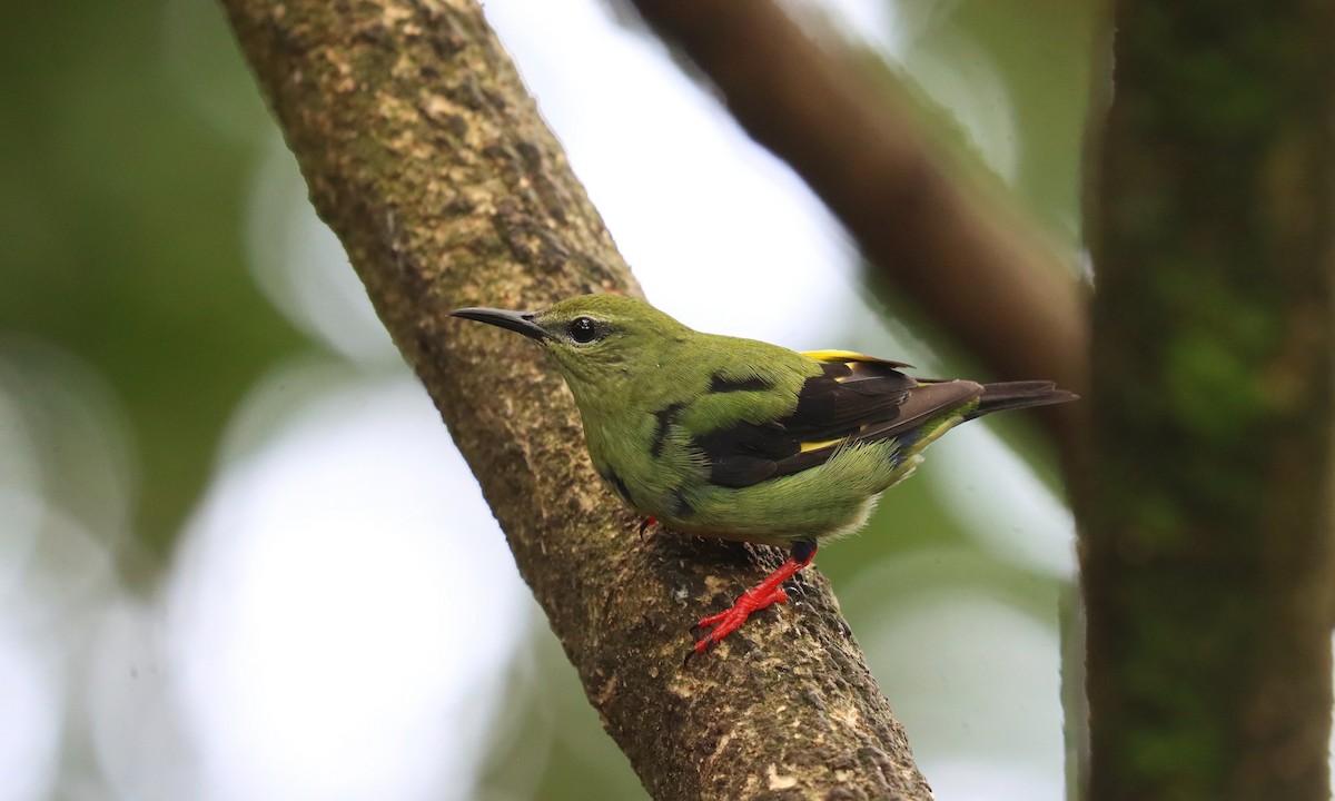 rødbeinhonningkryper - ML644550543