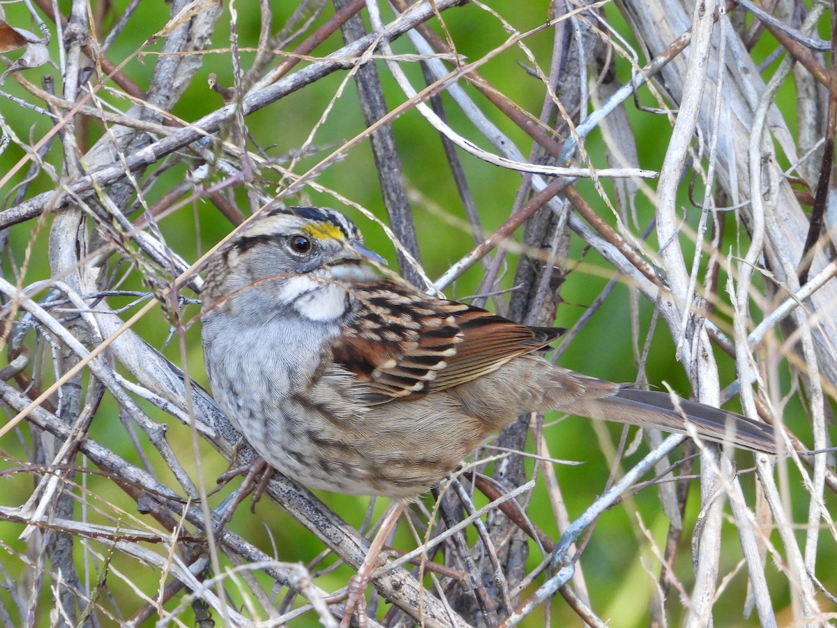 Bruant à gorge blanche - ML644550548