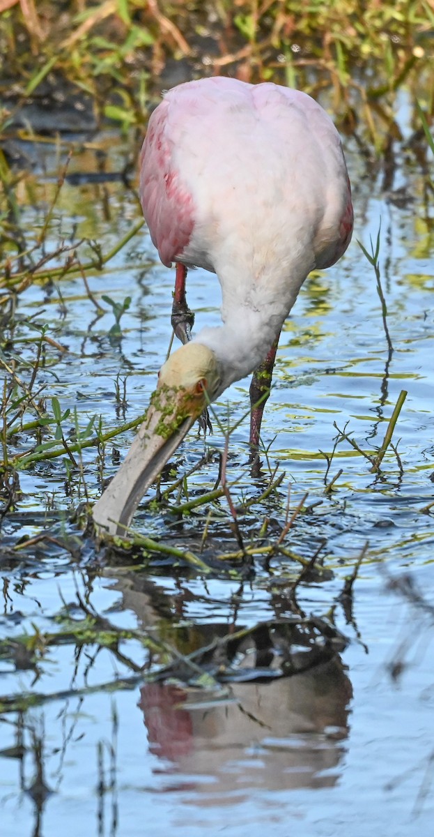 Roseate Spoonbill - ML644550549