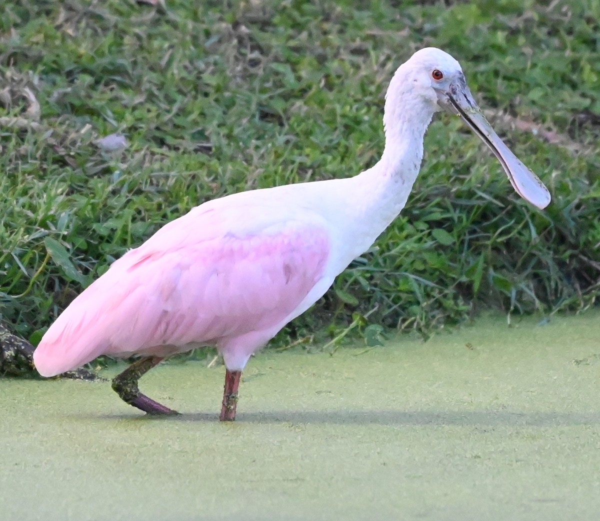 Roseate Spoonbill - ML644550550
