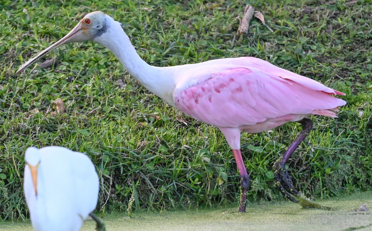 Roseate Spoonbill - ML644550551