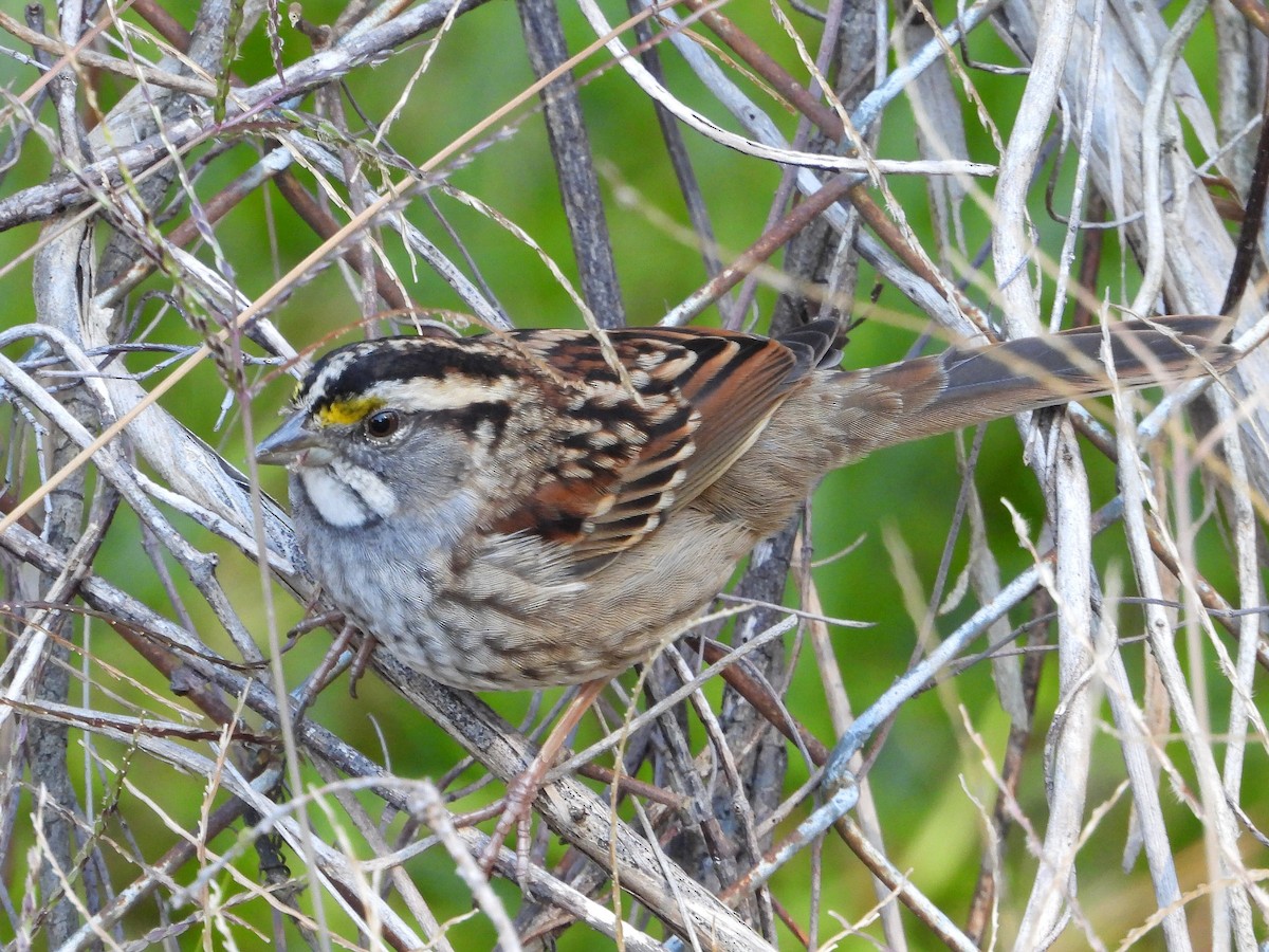 Bruant à gorge blanche - ML644550552