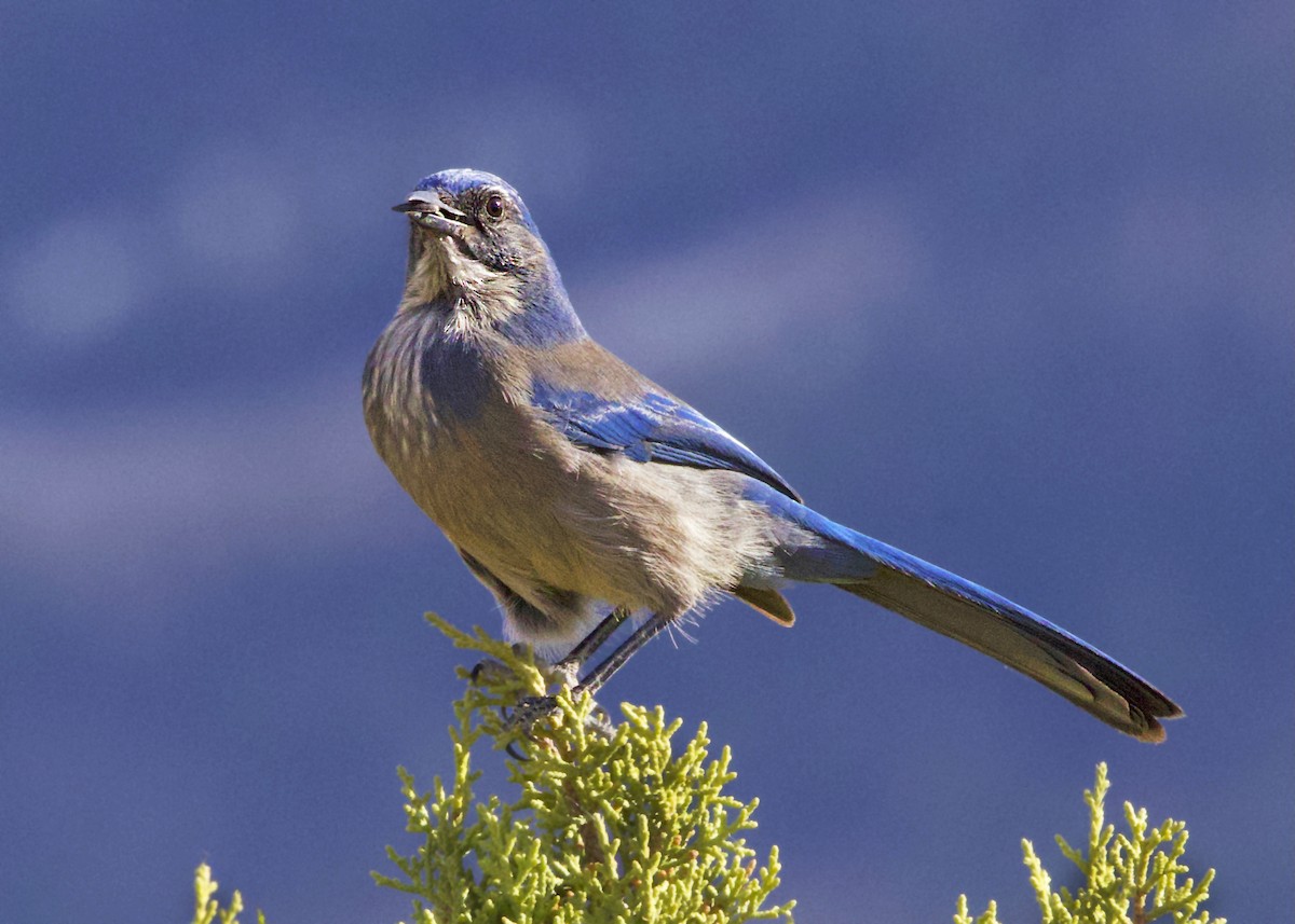 Woodhouse's Scrub-Jay - ML644550557