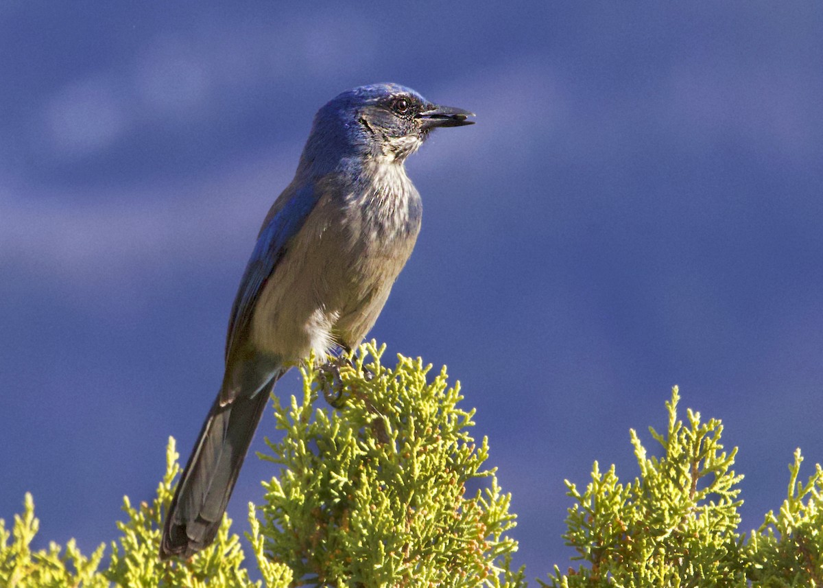 Woodhouse's Scrub-Jay - ML644550558