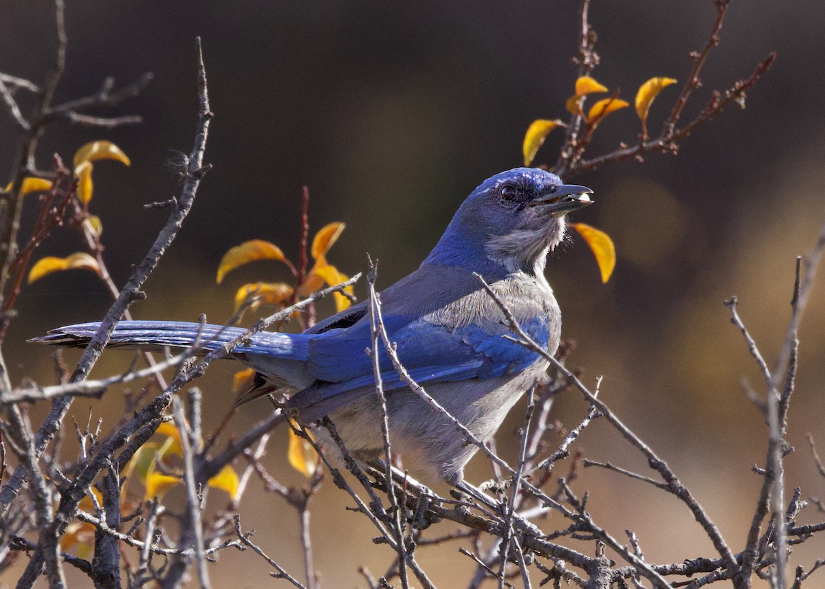 Woodhouse's Scrub-Jay - ML644550559