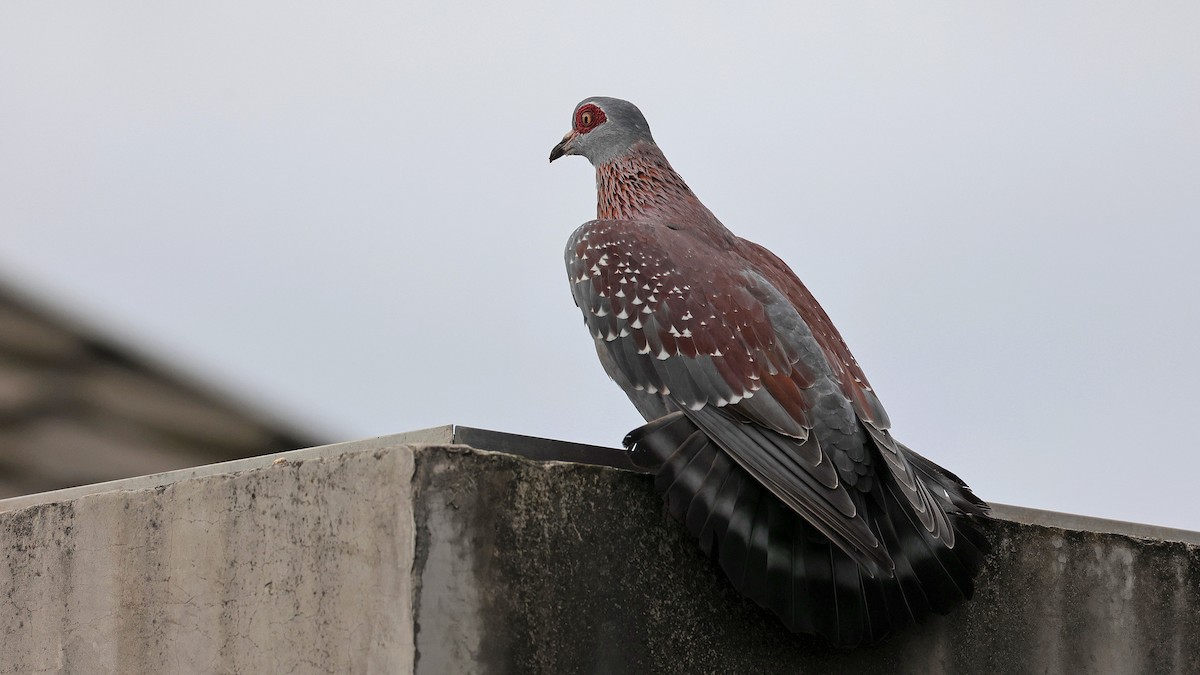 Speckled Pigeon - ML644550563
