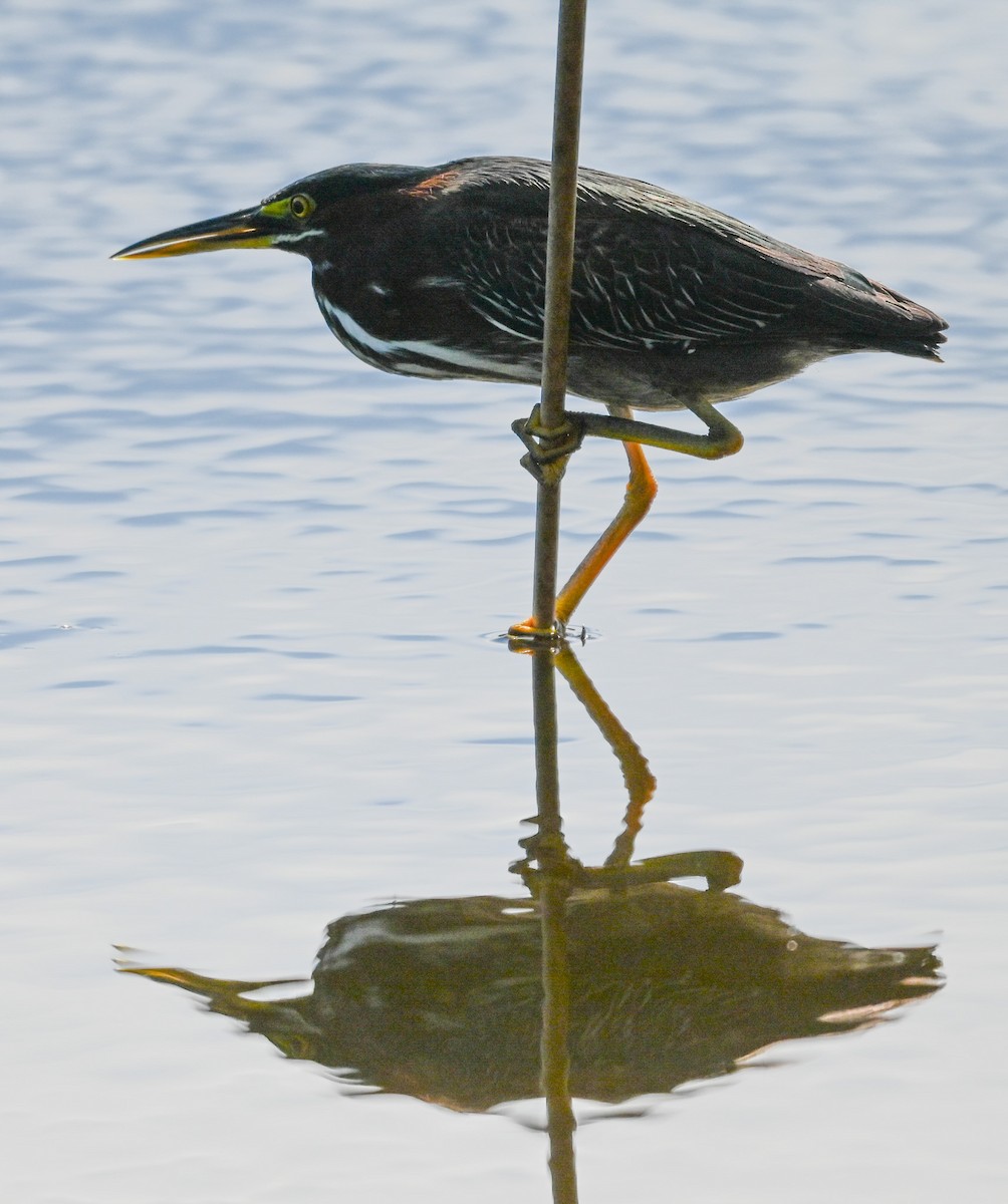 Green Heron - ML644550566