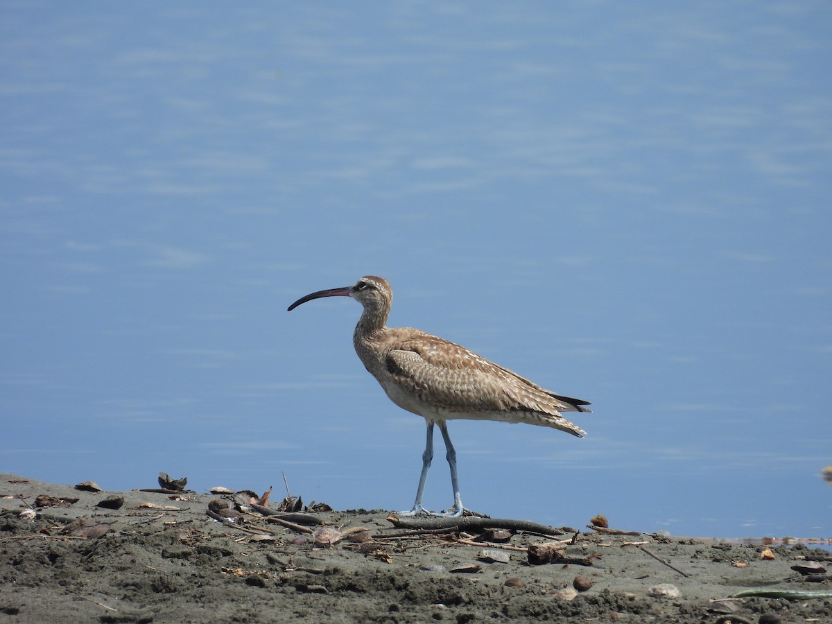 Hudsonian Whimbrel - ML644550567