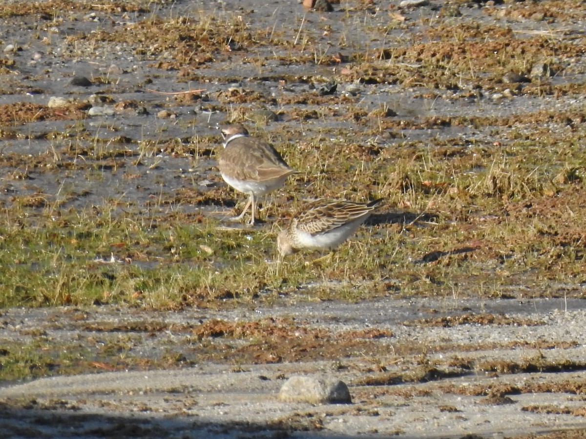 美洲尖尾濱鷸 - ML644550568