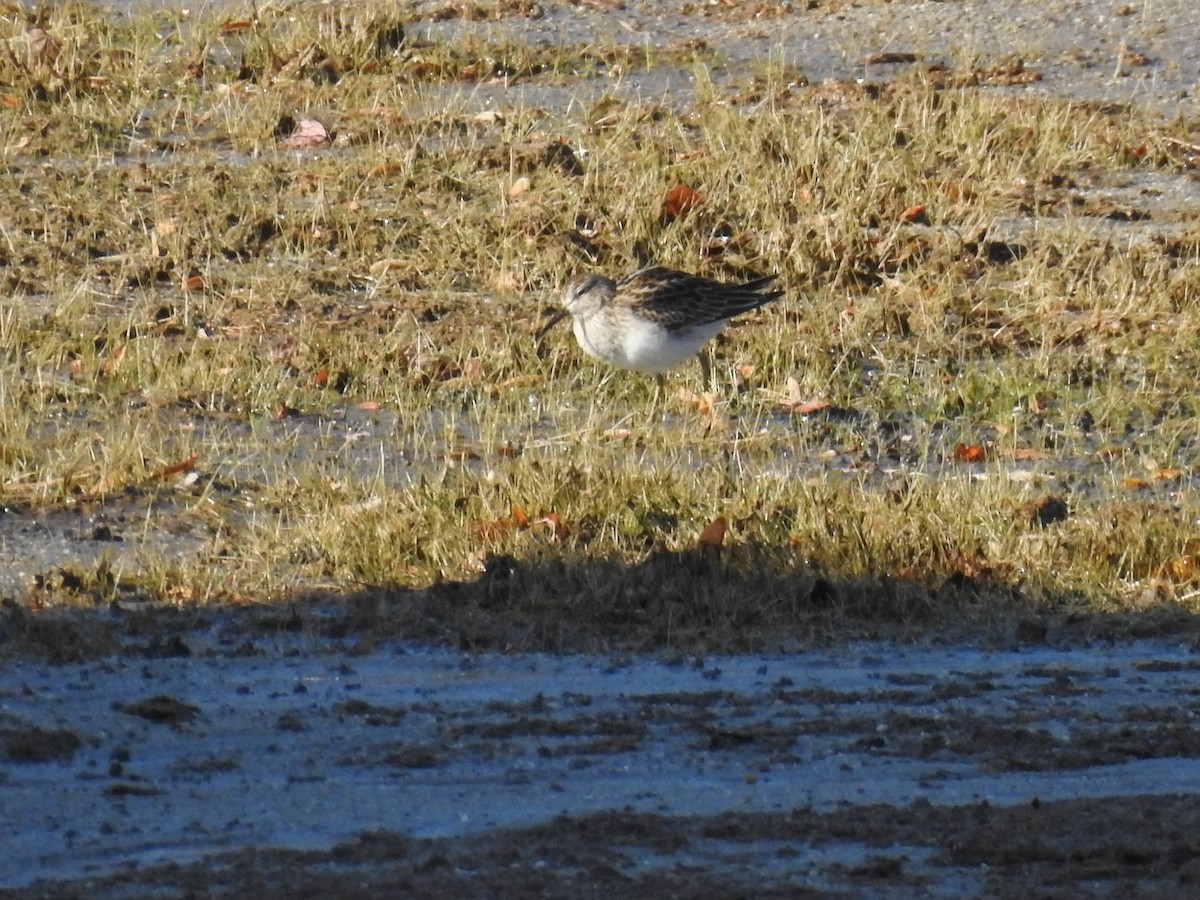 美洲尖尾濱鷸 - ML644550569