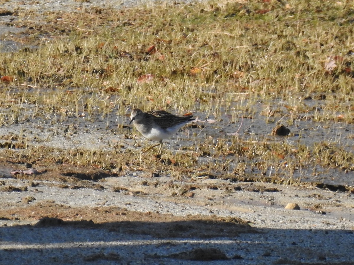 美洲尖尾濱鷸 - ML644550570