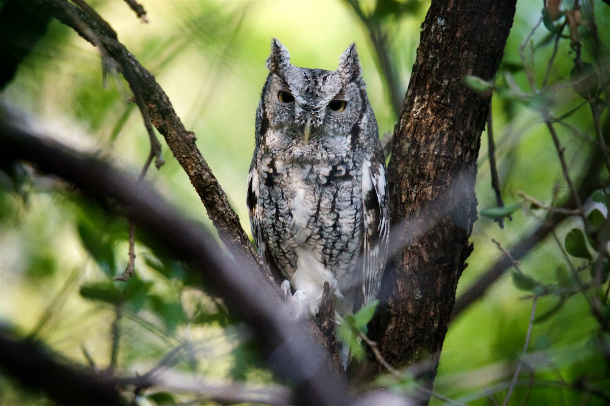 Eastern Screech-Owl - ML644550571
