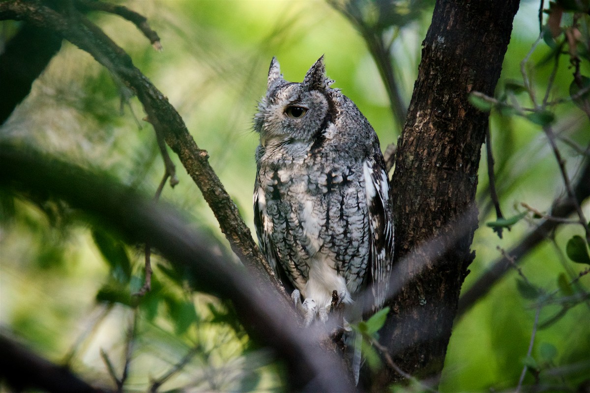 Eastern Screech-Owl - ML644550572