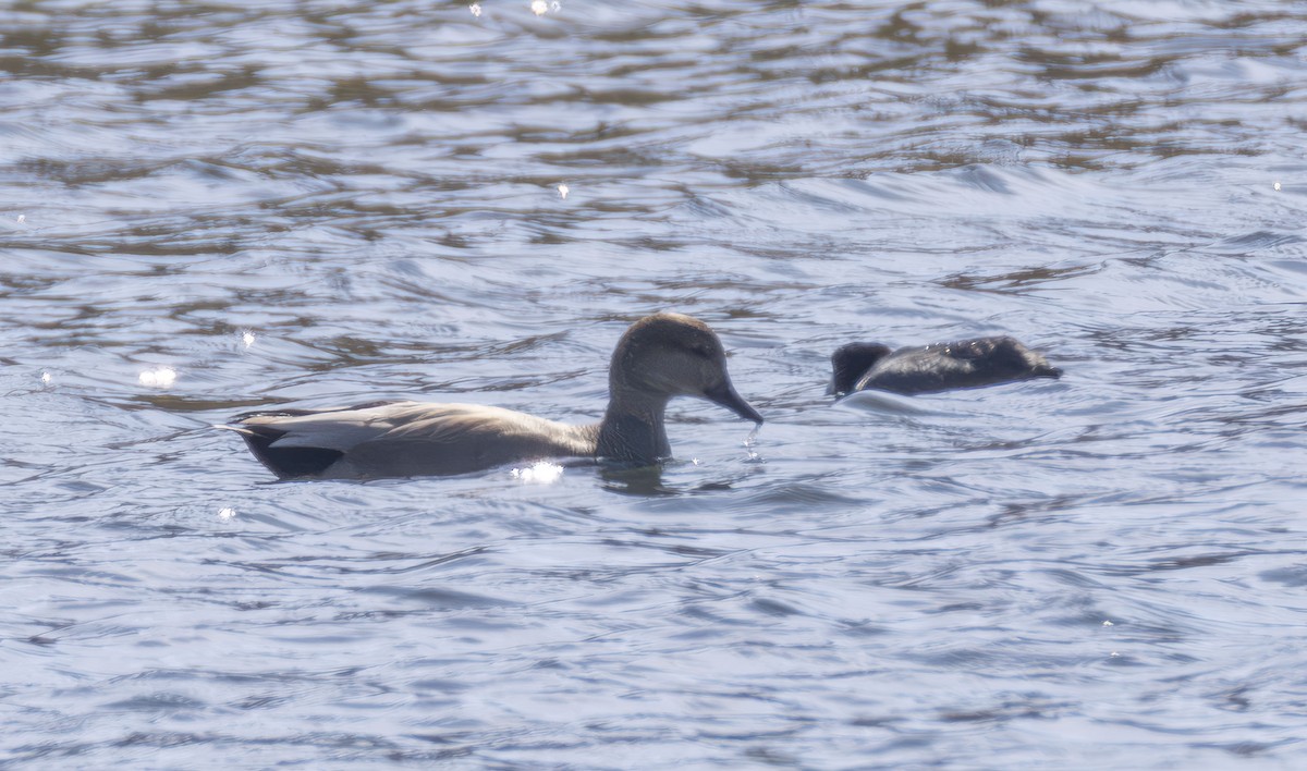 Бор нугас - ML644550573