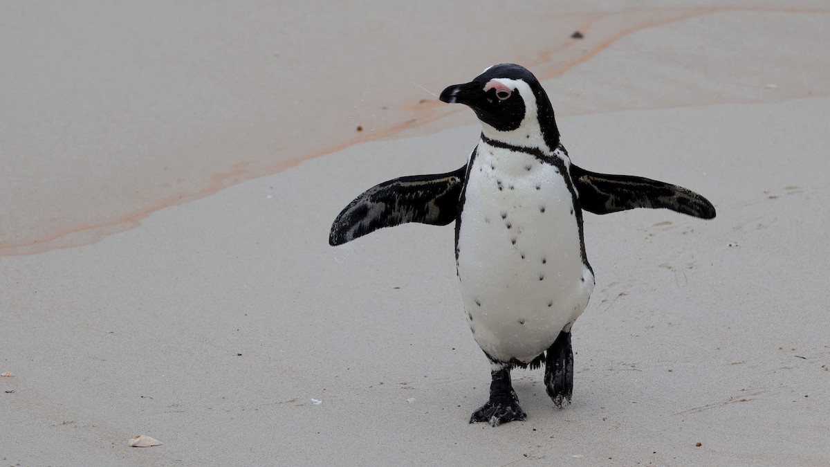 African Penguin - ML644550574