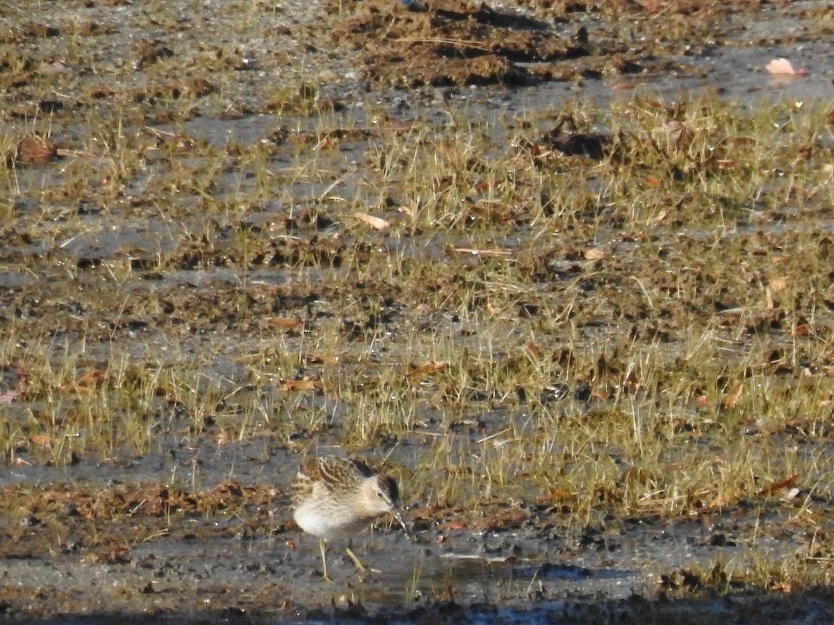 美洲尖尾濱鷸 - ML644550575