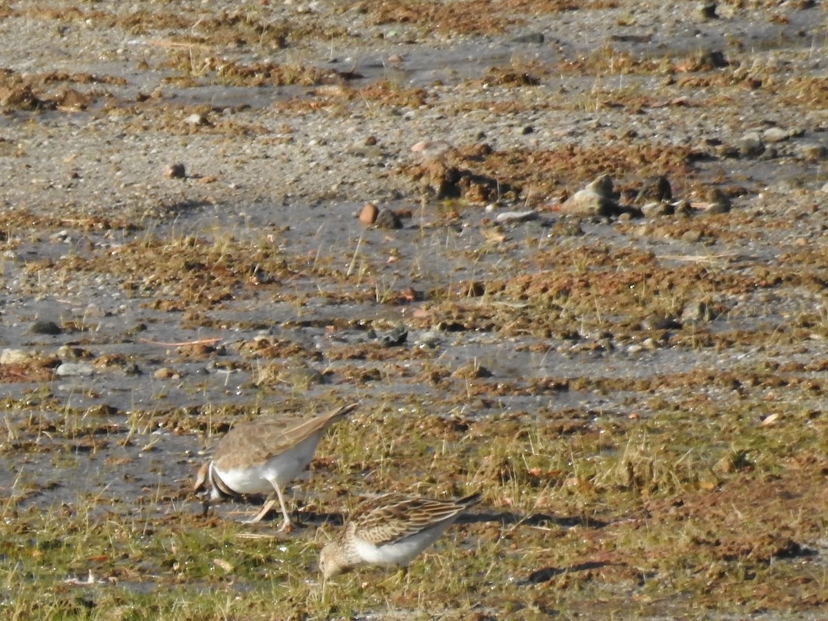 美洲尖尾濱鷸 - ML644550576