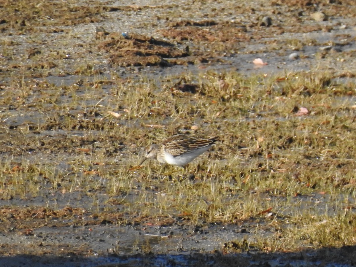 美洲尖尾濱鷸 - ML644550577