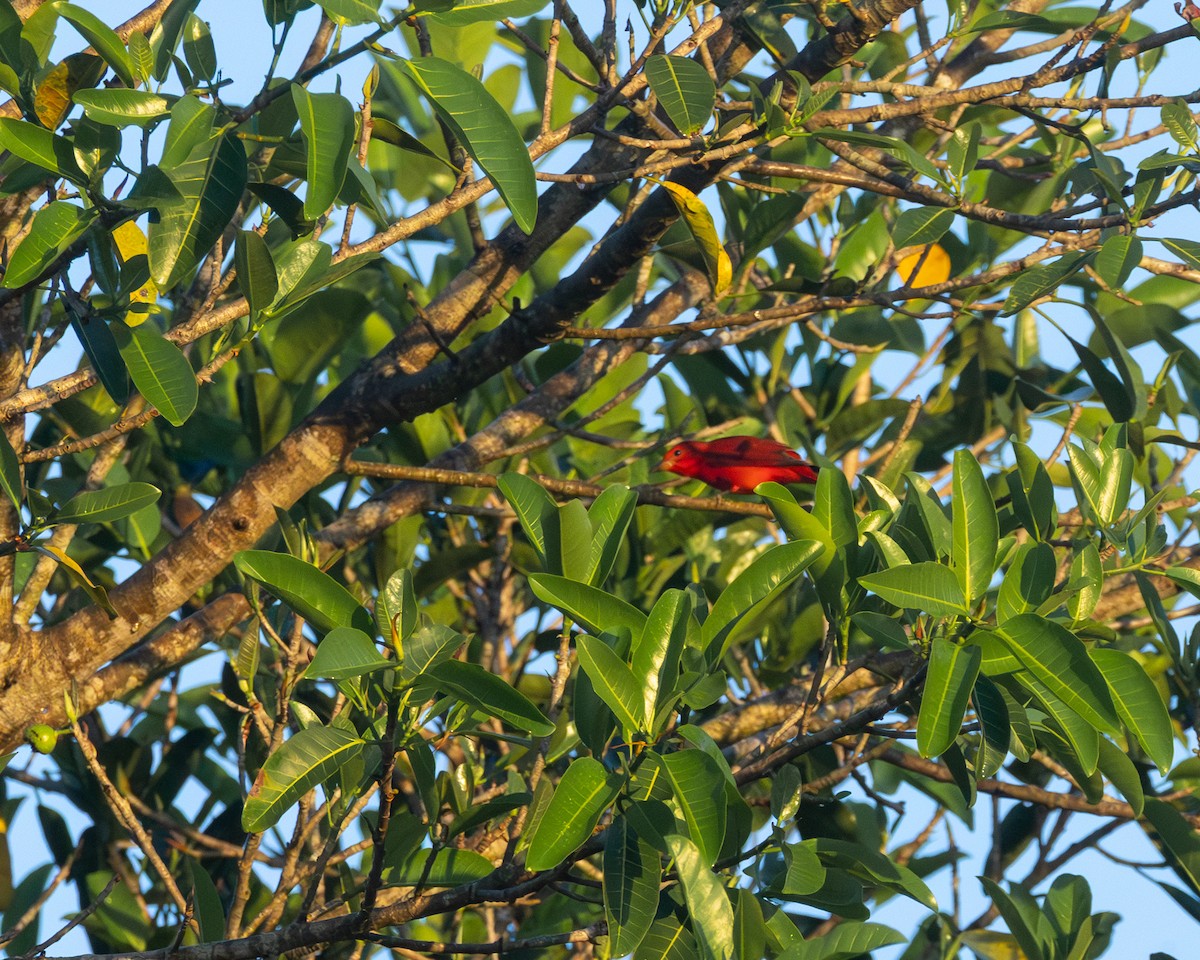 Summer Tanager - ML644550579