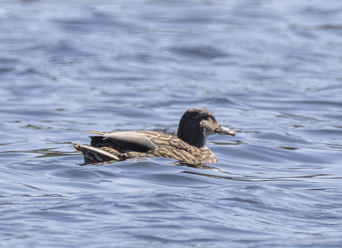 Бор нугас - ML644550580