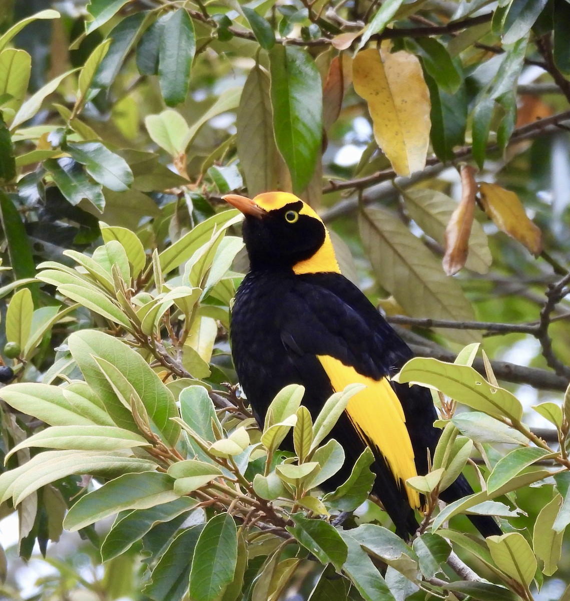 Regent Bowerbird - ML644550581