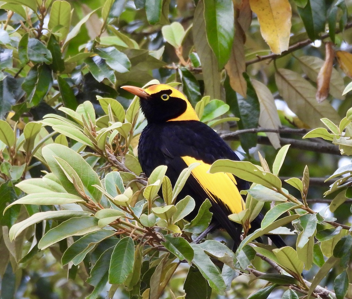 Regent Bowerbird - ML644550582