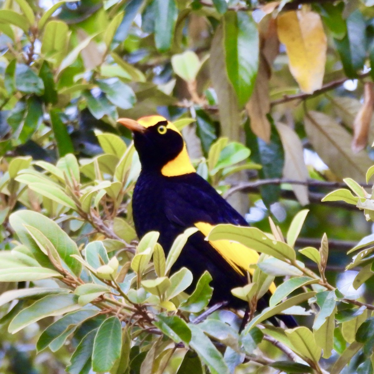 Regent Bowerbird - ML644550583