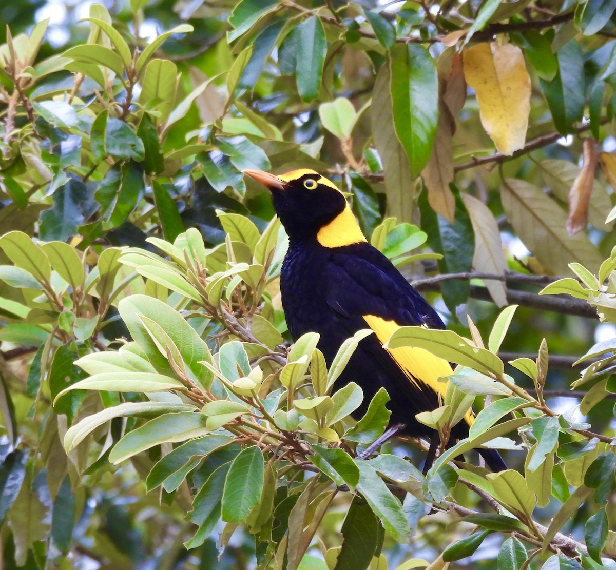 Regent Bowerbird - ML644550584