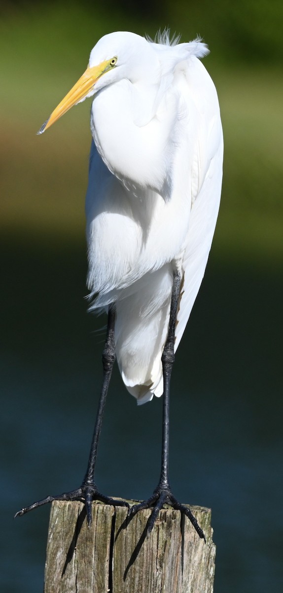 Цасч дэглий - ML644550585