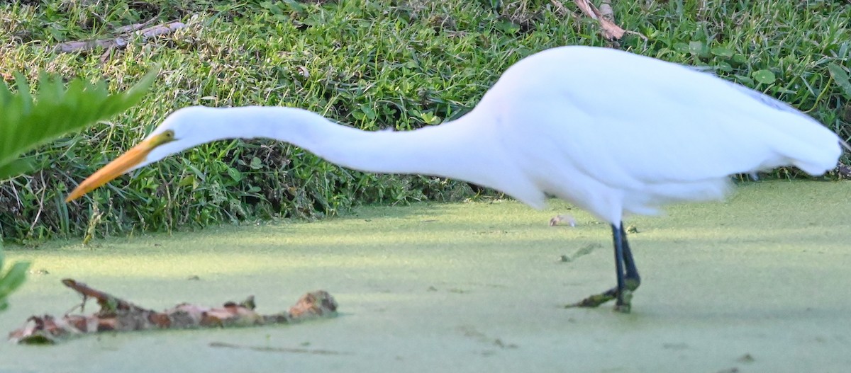 Цасч дэглий - ML644550586