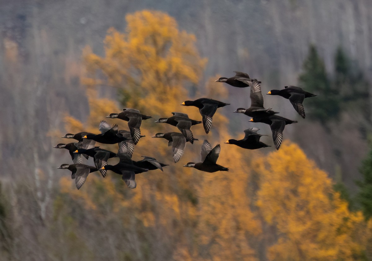 Black Scoter - ML644550587