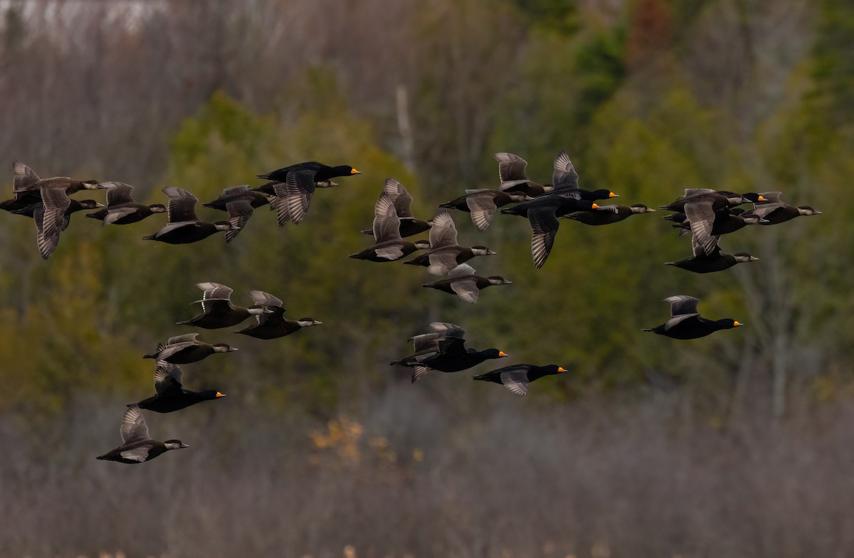 Black Scoter - ML644550588