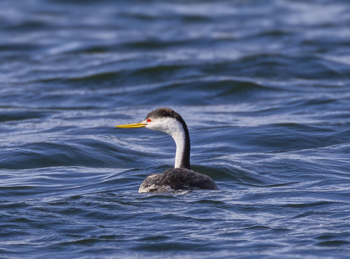Clark's Grebe - ML644550589
