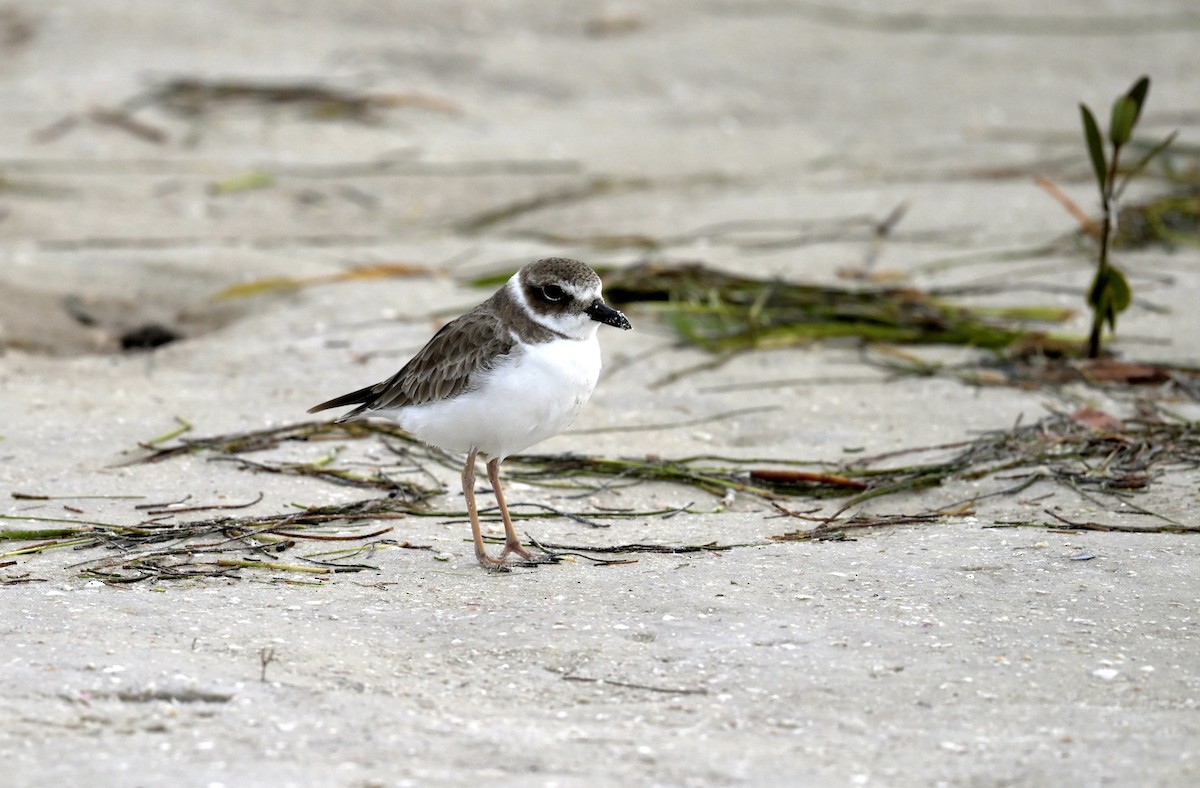Wilson's Plover - ML644550590