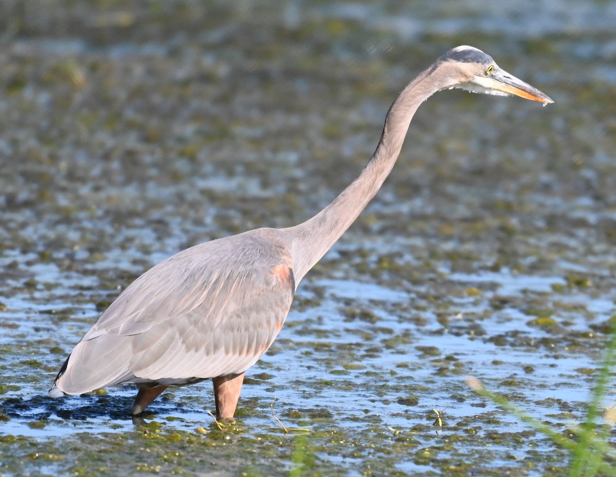 Great Blue Heron - ML644550591