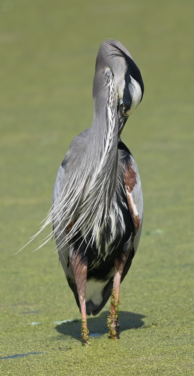 Great Blue Heron - ML644550592