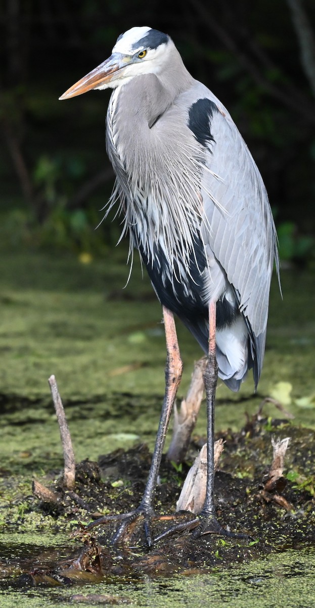 Great Blue Heron - ML644550593