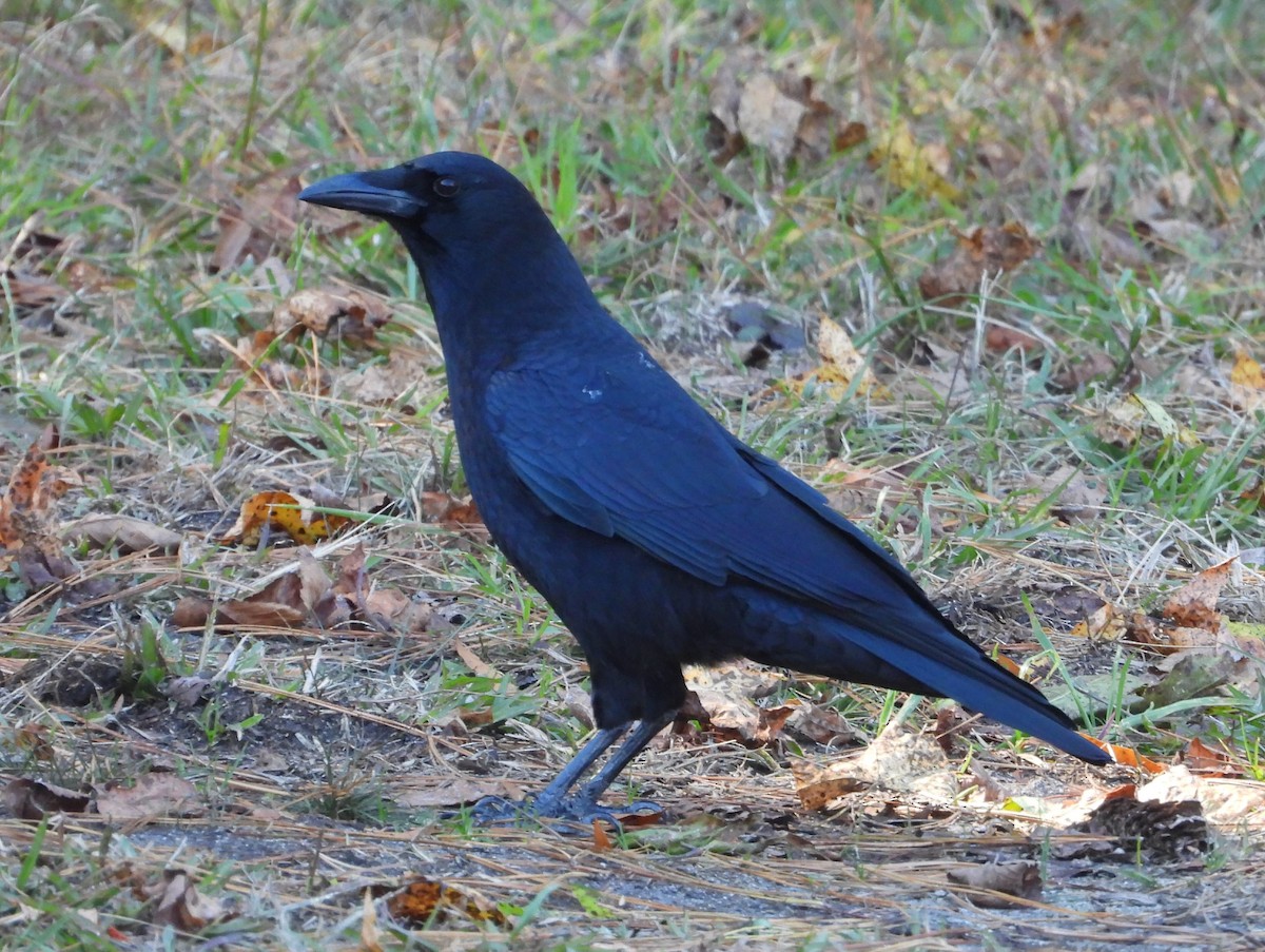 American Crow - ML644550594
