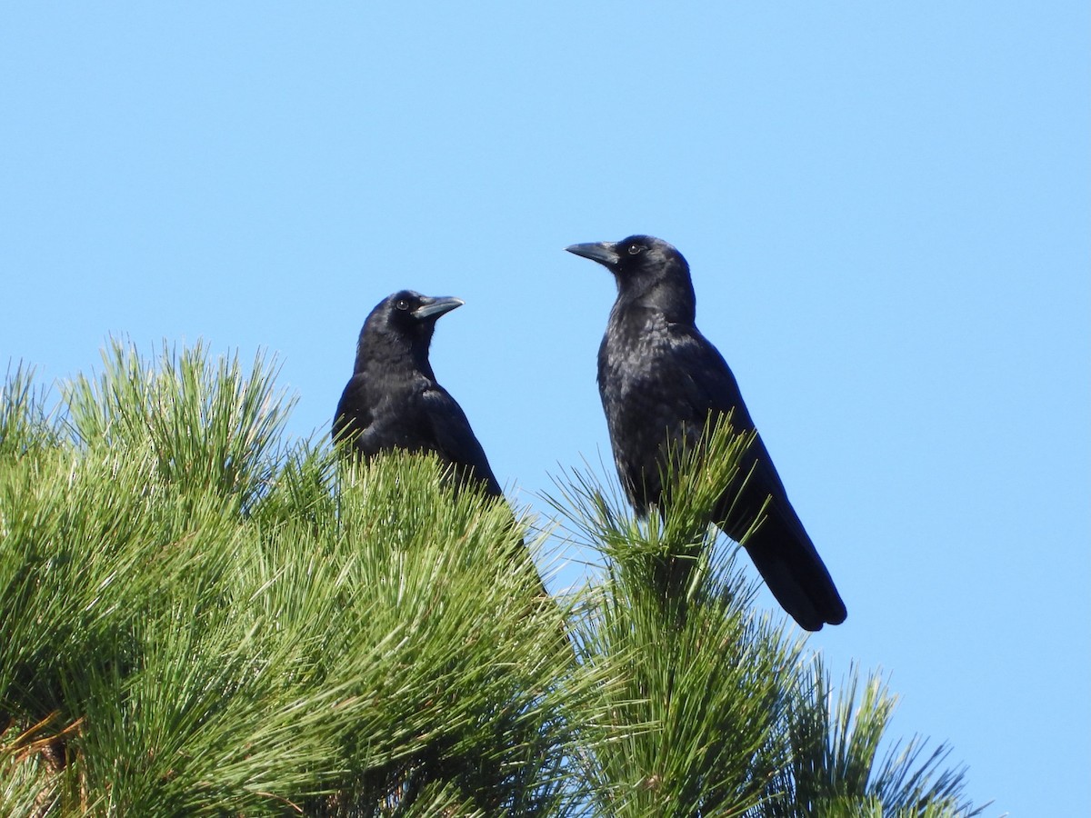 American Crow - ML644550595