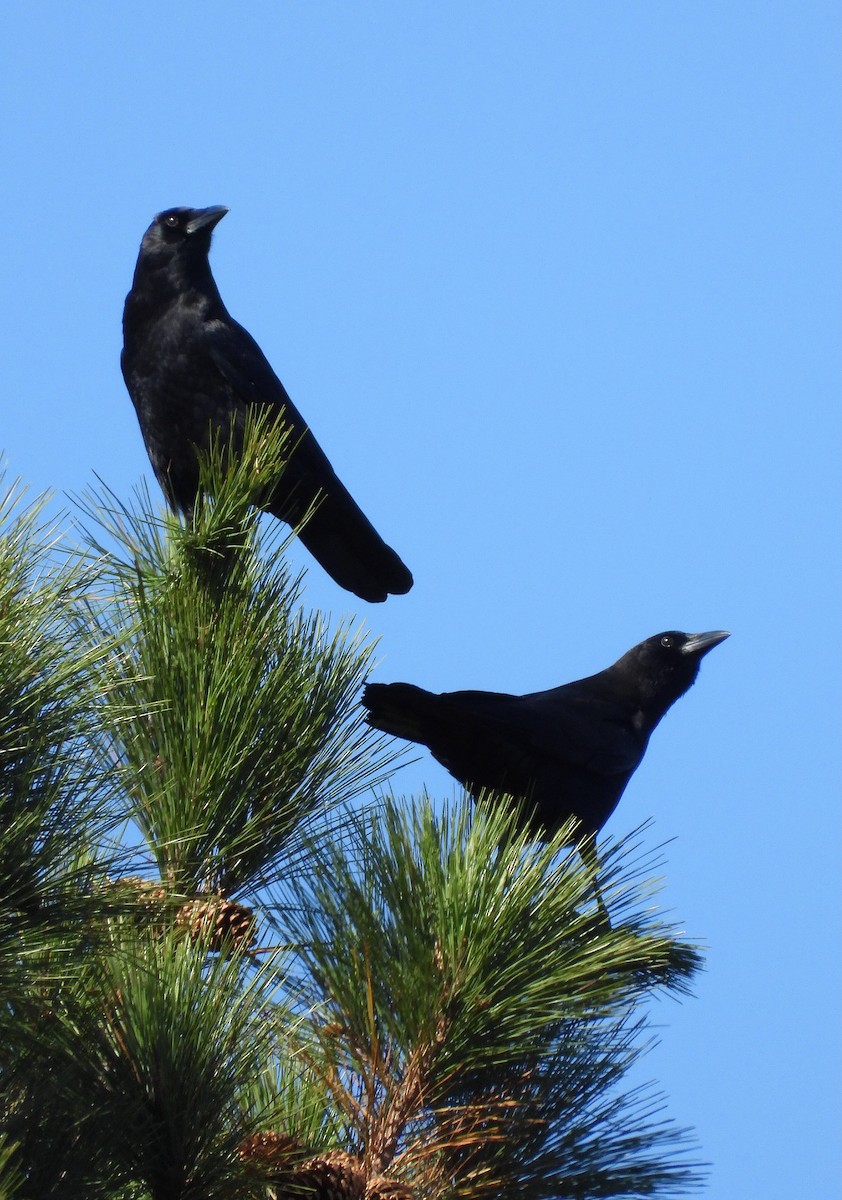 American Crow - ML644550596