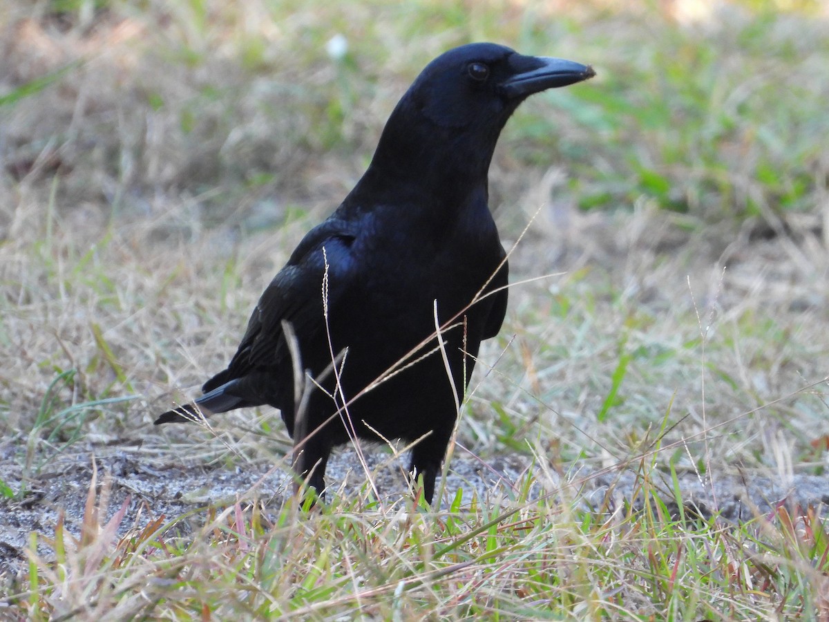 American Crow - ML644550597