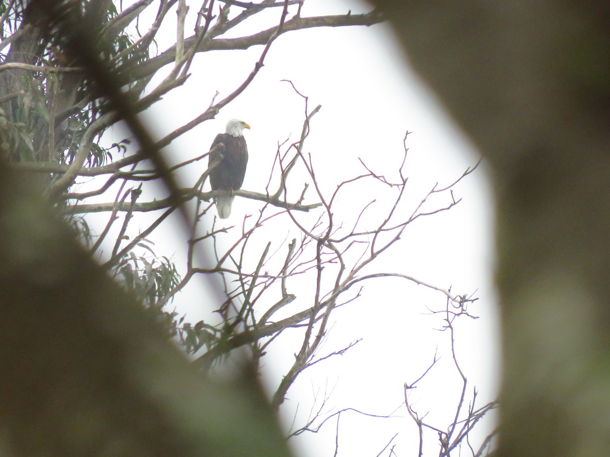 Bald Eagle - ML644550598