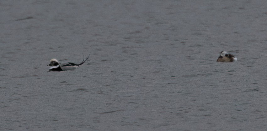 Мөнгөлөг шунгаахай - ML644550599