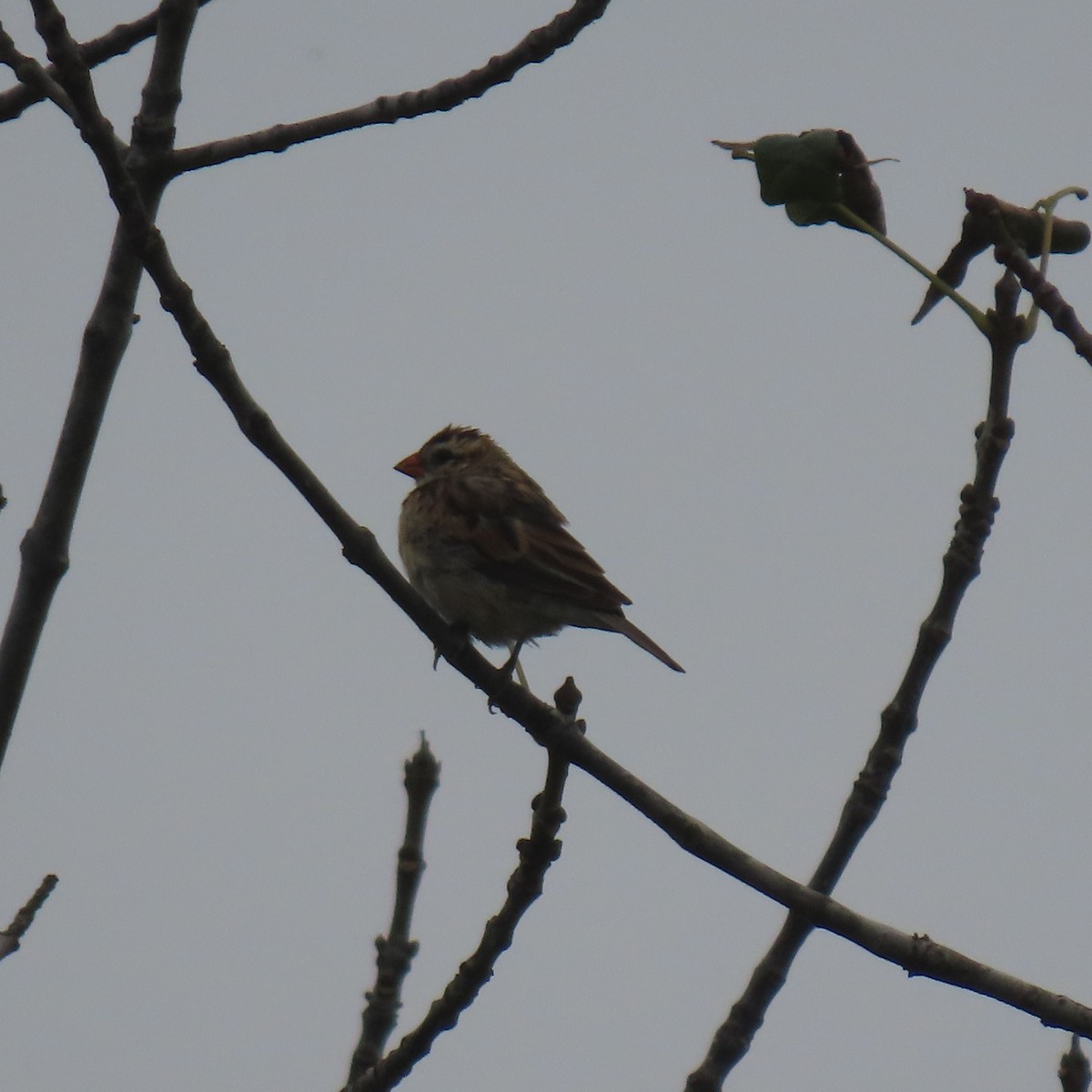 Pin-tailed Whydah - ML644550600