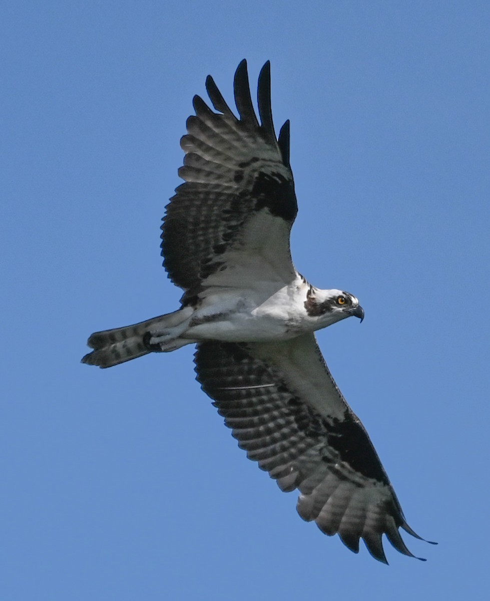 Загасч явлаг - ML644550601