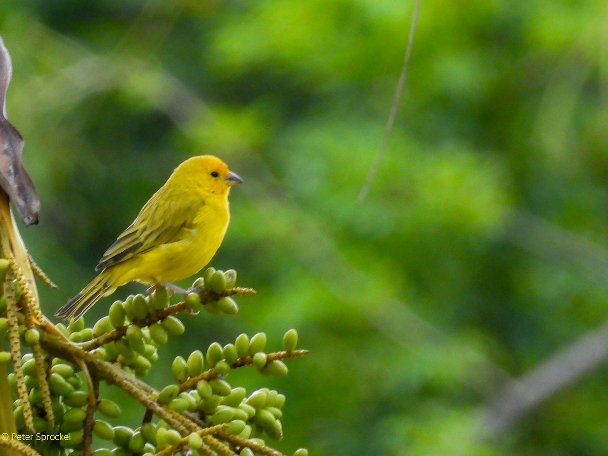 Saffron Finch - ML644550604