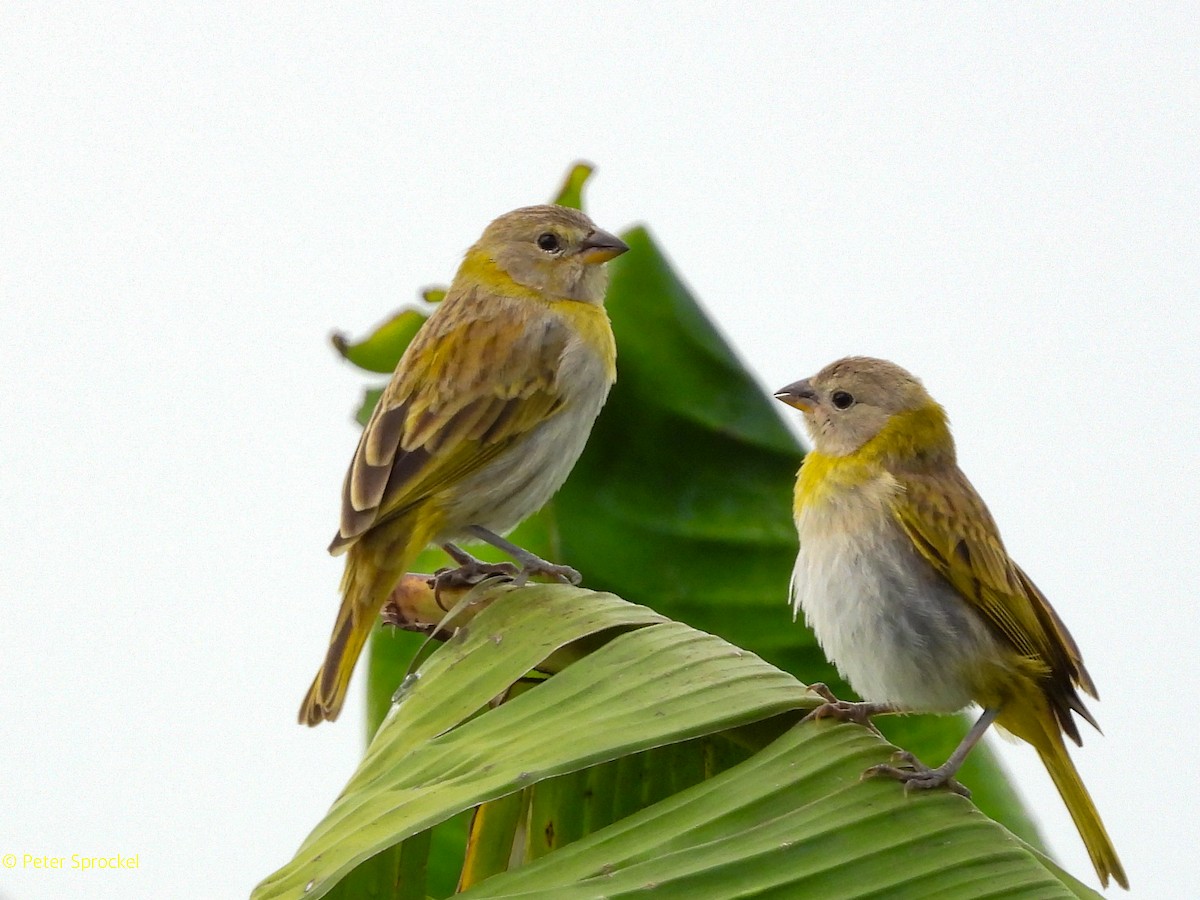 Saffron Finch - ML644550605