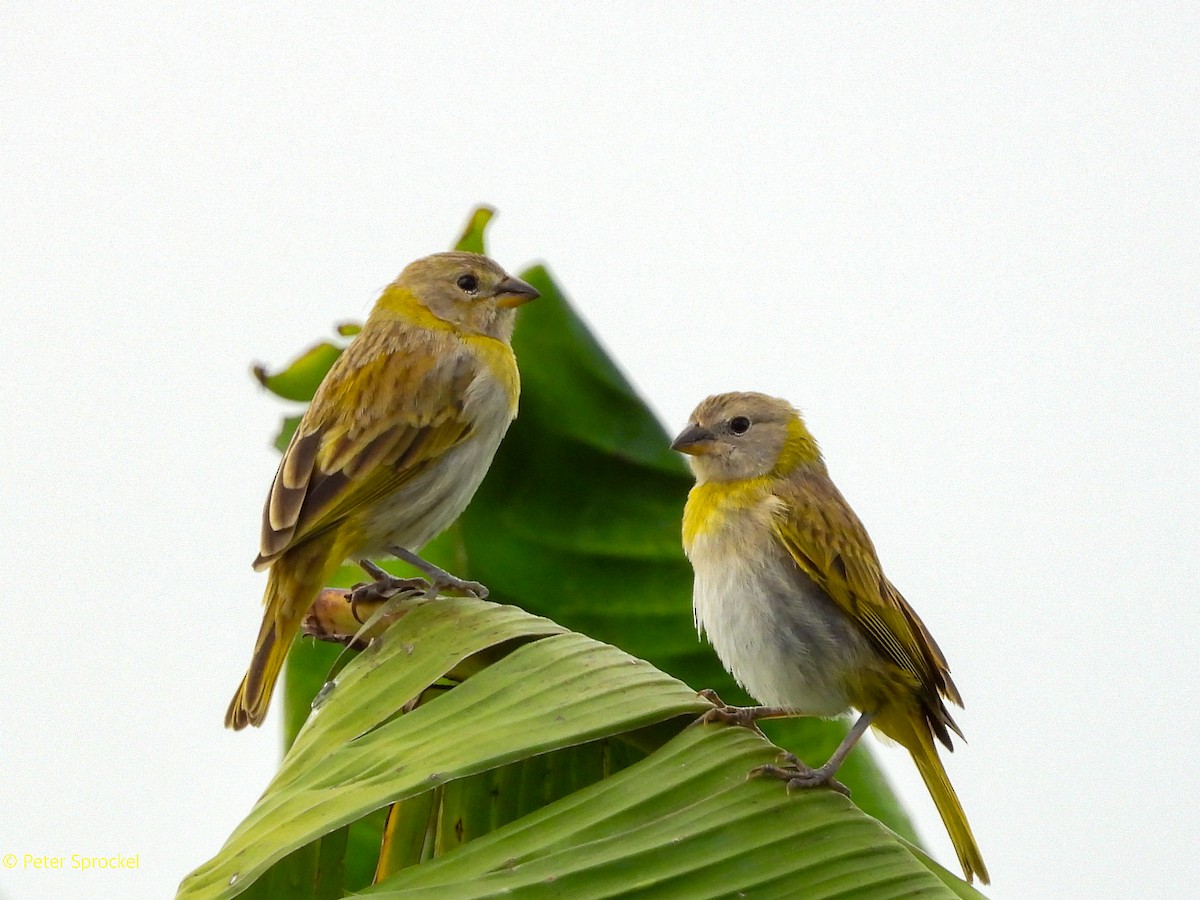 Saffron Finch - ML644550606