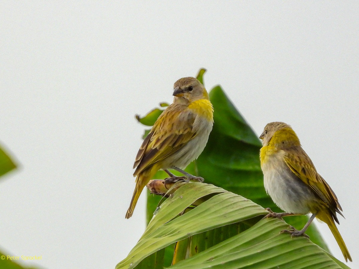 Saffron Finch - ML644550607